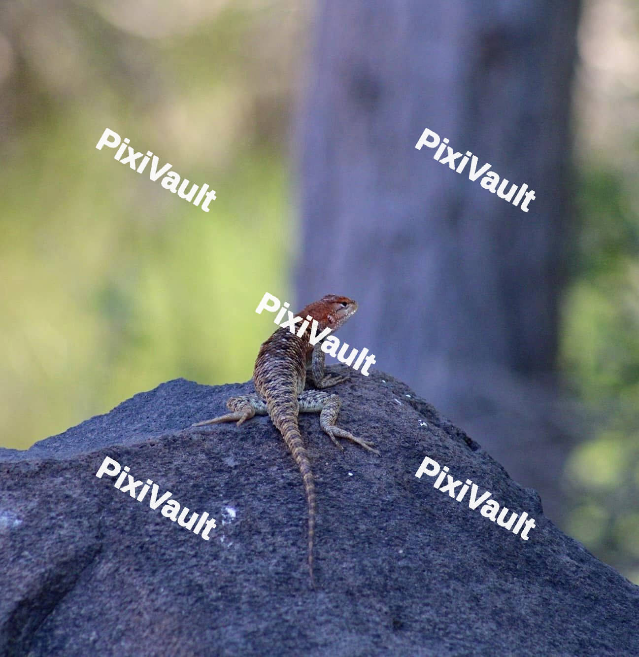 Lizard on a rock